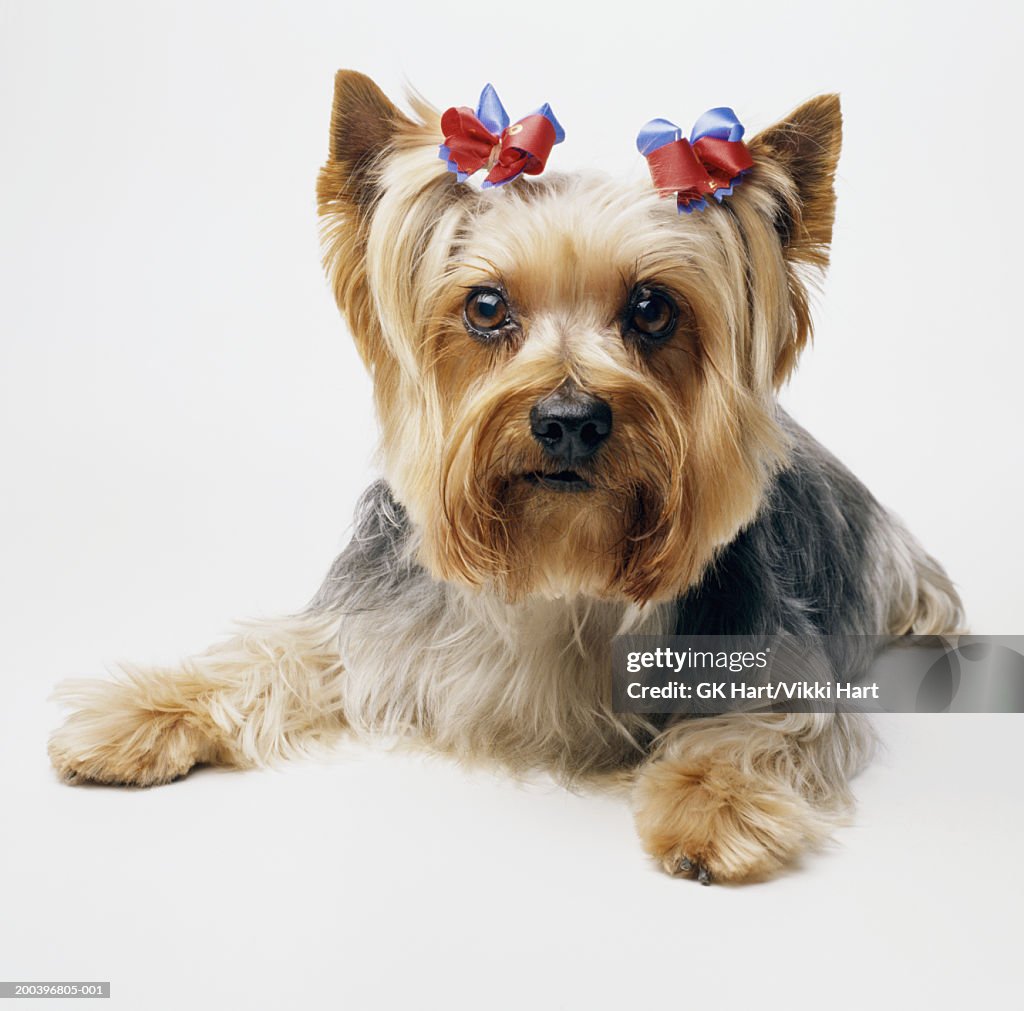 Yorkshire terrier wearing red bows