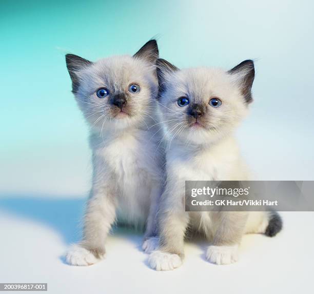 Two Ragdolls 188 Two Ragdoll Cats Stock Photos, High-Res Pictures, and Images ...