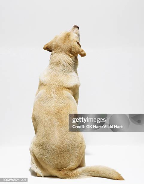 yellow labrador retriever looking upwards, rear view - labrador white background stock-fotos und bilder