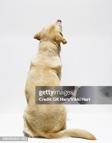 Yellow Labrador Retriever Looking Upwards Rear View Photo - Getty Images