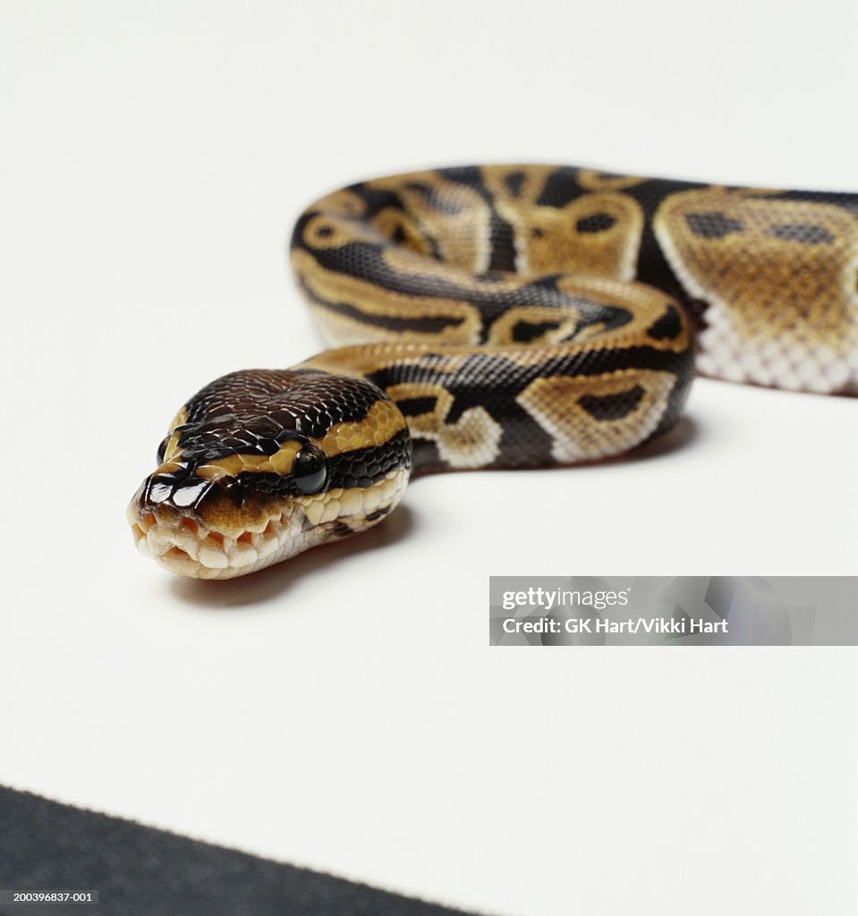 Ball python (Python regius)