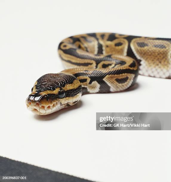 ball python royal python python regius stock photo... 817 Royal Python Stock Photos, High-Res Pictures, and Images - Getty Images