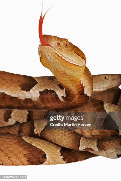 copperhead (agkistrodon contortrix), close-up - forked tongue stock pictures, royalty-free photos & images