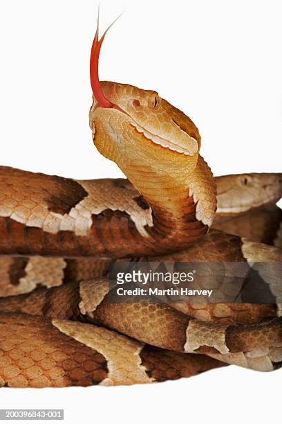 copperhead (agkistrodon contortrix), close-up - copperhead 個照片及圖片檔