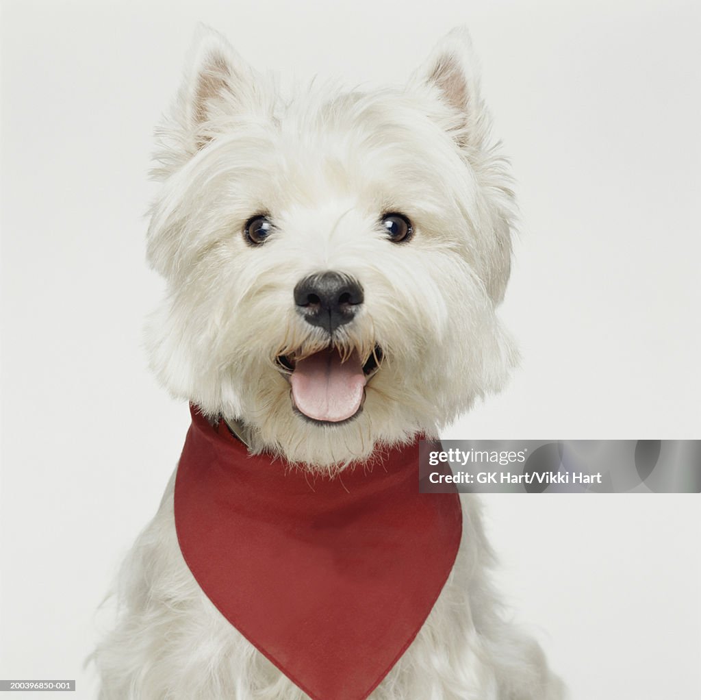 West Highland terrier wearing bandana