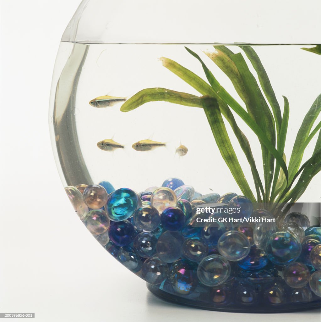 Fish in bowl with plants and marbles