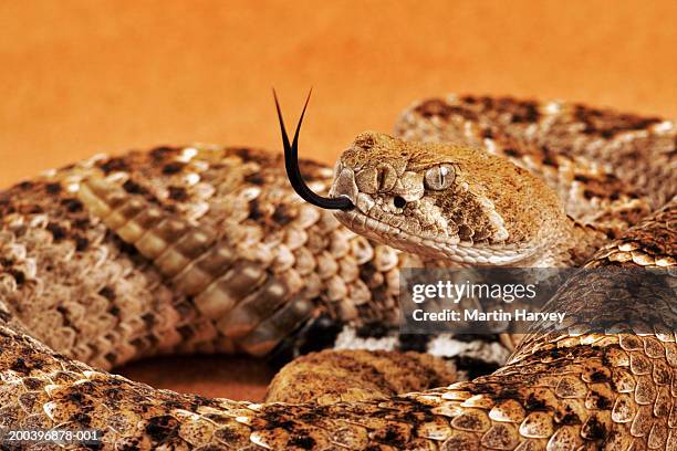 Beards Rattle Rattlesnake Tongue Photos and Premium High Res Pictures - Getty Images