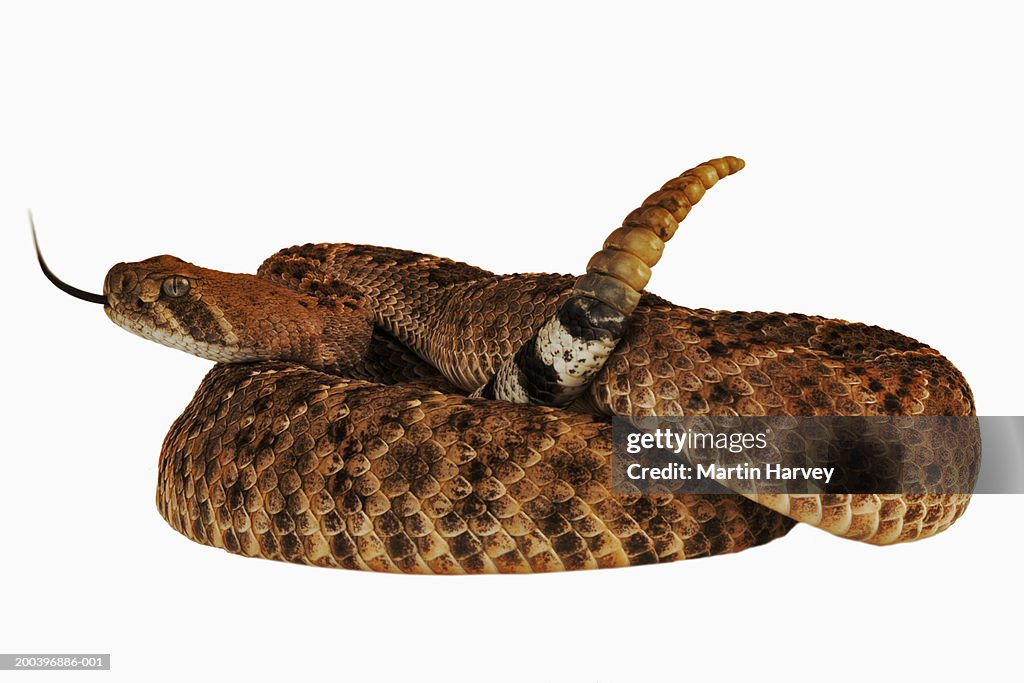 Western Diamondback rattlesnake (Crotalus atrox), close-up