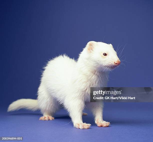 white ferret - polecat stock pictures, royalty-free photos & images