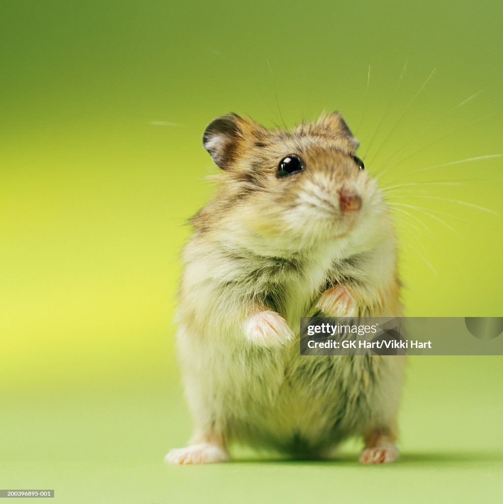 Haemstr Hamster Closeup High-Res Stock Photo - Getty Images