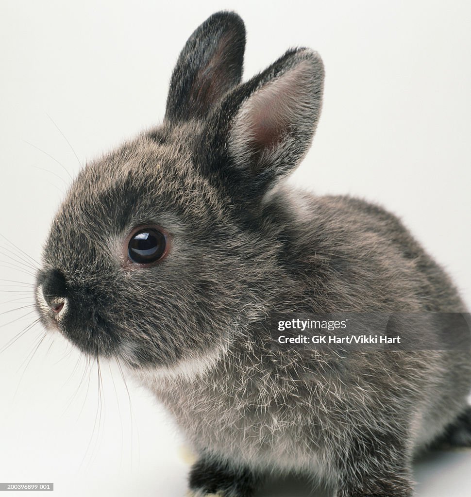 Gray rabbit, close-up