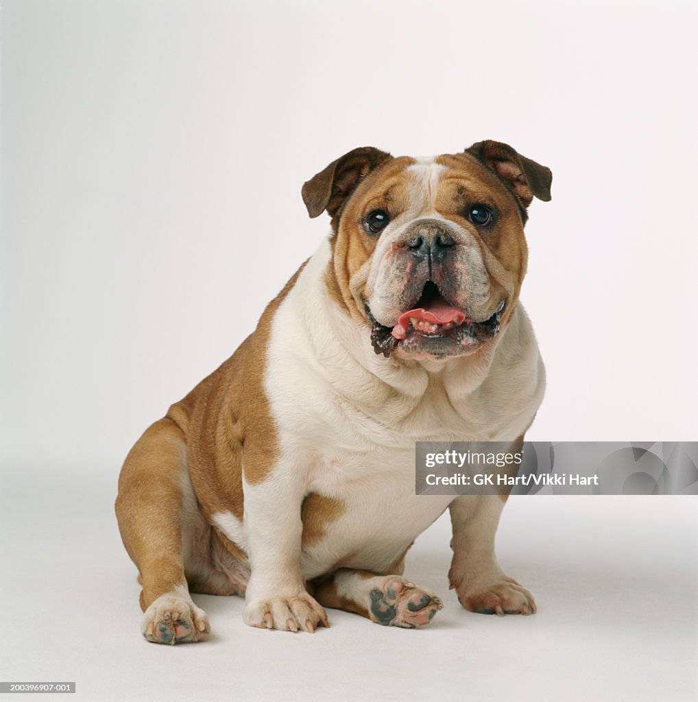 English bulldog