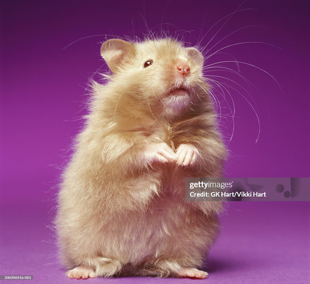 Hampster standing on rear legs