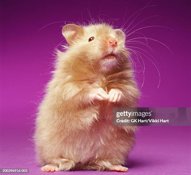 hampster standing on rear legs - rearing up stock pictures, royalty-free photos & images