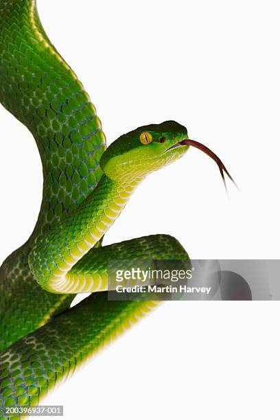 white-lipped green pit viper (trimeresurus albolabris) - slang stockfoto's en -beelden