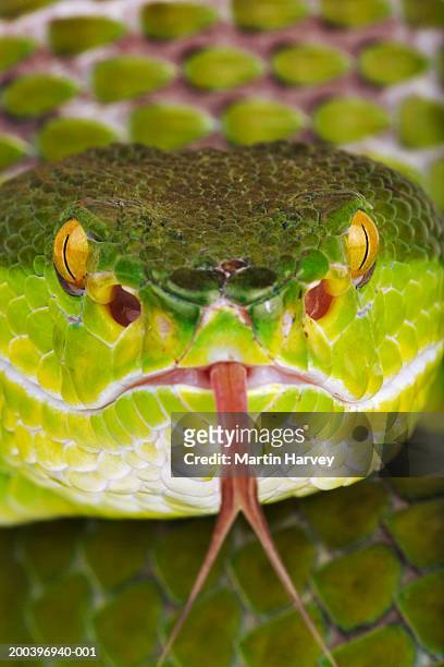 white-lipped green pit viper (trimeresurus albolabris), close-up - forked tongue stock pictures, royalty-free photos & images