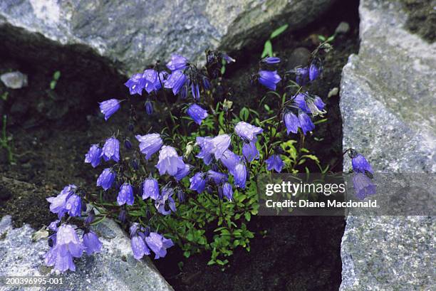 scottish bluebells (campanula rotundifolia) - harebell flowers stock pictures, royalty-free photos & images