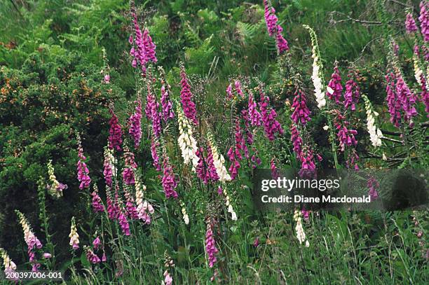 wild foxglove (digitalis purpurea), summer - digitalis alba stock pictures, royalty-free photos & images