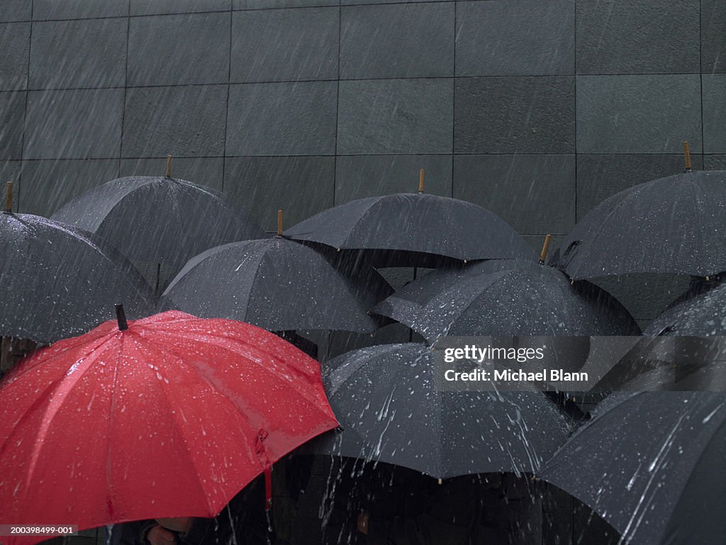 Umbrella Getting Rained On Red Umbrella Amongst Group Of Open Umbrellas In Rain High-Res Stock ...