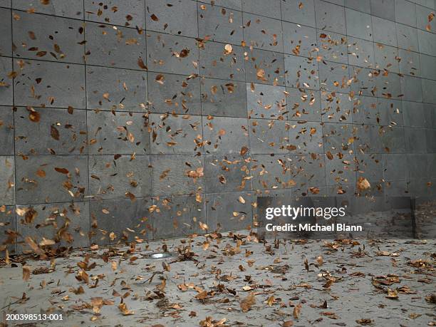 leaves blowing along pavement - leaf blowing stock pictures, royalty-free photos & images