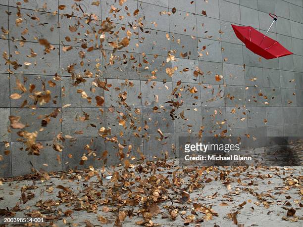 leaves and open umbrella blowing along pavement - wind stock pictures, royalty-free photos & images