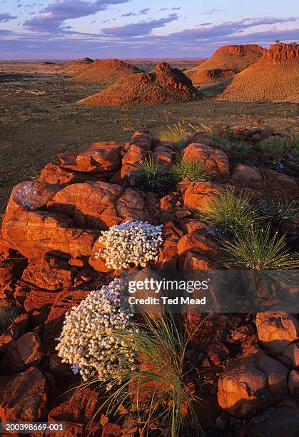 Sandy Rocks Desert The Great Sandy Desert Photos and Premium High Res Pictures - Getty Images