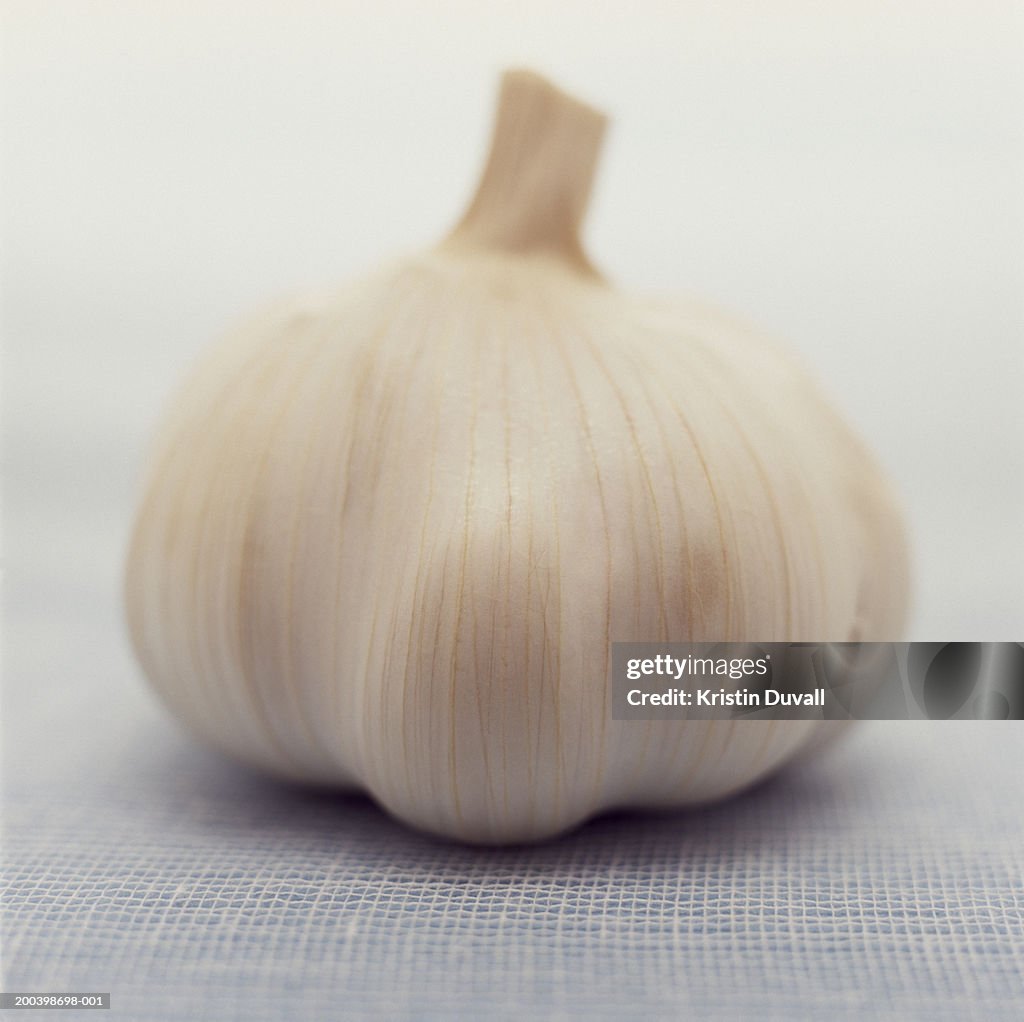 Head of garlic, close-up