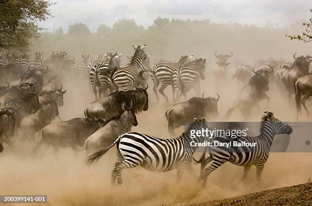 zebras and wildebeest running from predator, side view - zebra herd stock pictures, royalty-free photos & images