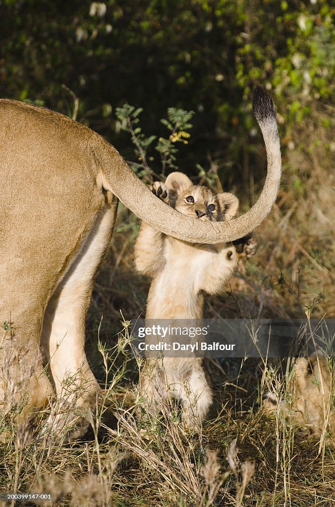 Lioness (Panthera leo) with cubs, one cub playing with mother's tail