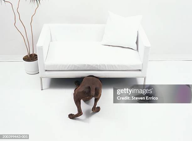 dog looking under white sofa in room, rear view - under sofa stockfoto's en -beelden