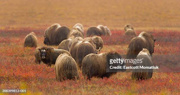 herd of musk ox (ovibos moschatus) on autumnal tundra, rear view - musk ox stock pictures, royalty-free photos & images