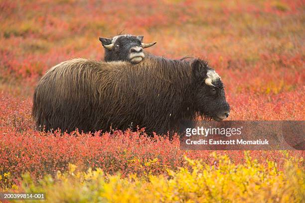 two musk ox (ovibos moschatus) calves on autumnal tundra - north slope alaska stock-fotos und bilder