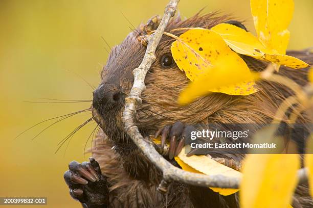 north american beaver (castor canadensis) gnawing on poplar branch - beaver chew stock pictures, royalty-free photos & images