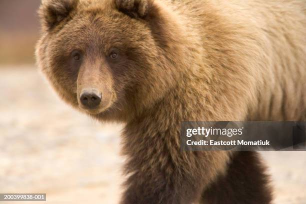 usa, alaska, denali national park, brown bear (ursus arctos) cub - denali national park foto e immagini stock