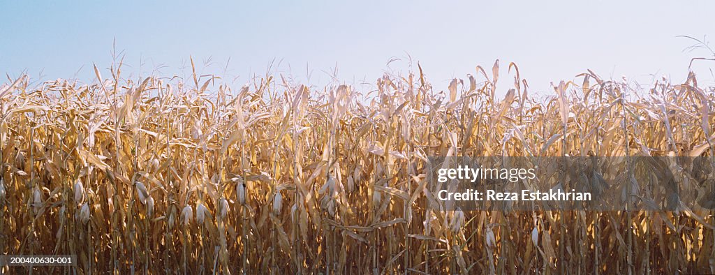 Corn field