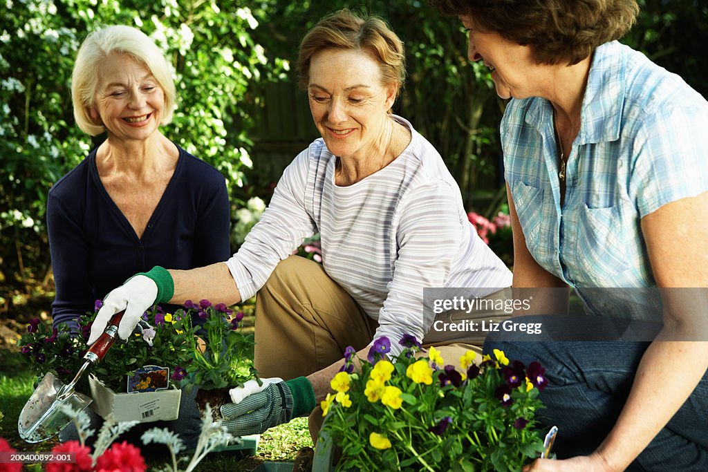 Three senior women planting in garden, smiling