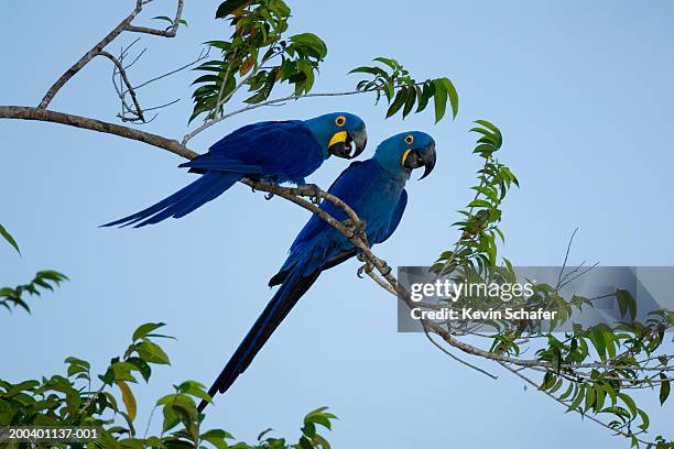two hyacinth macaws (anodorhynchus hyacinthinus) perching on branch - ara foto e immagini stock