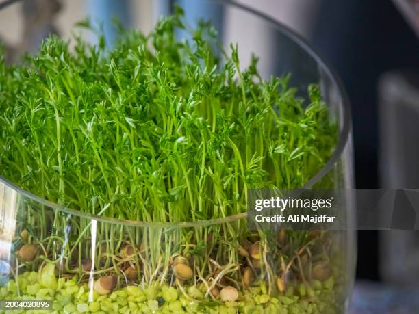 lentil sprout for nowruz - persian new year stock pictures, royalty-free photos & images