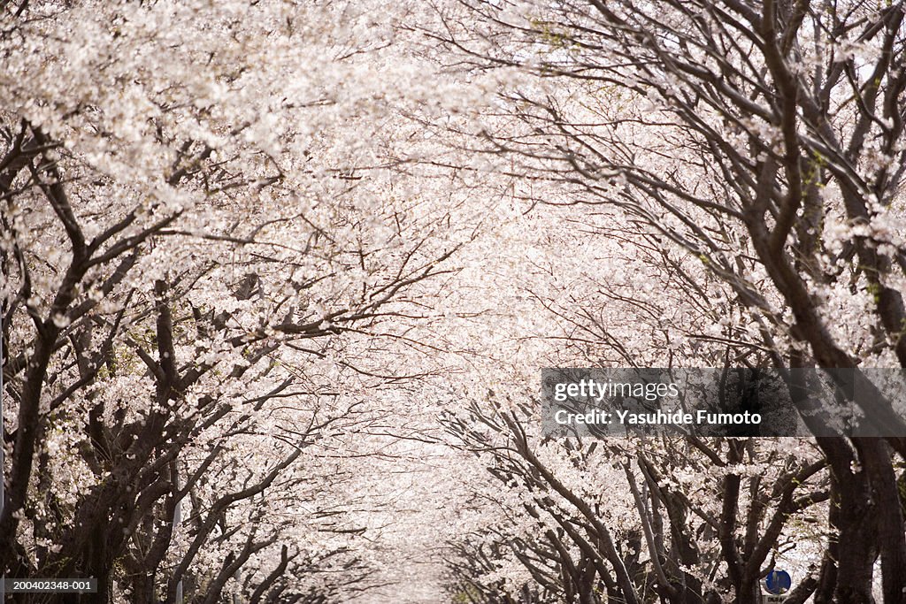 Cherry blossom trees on avenue