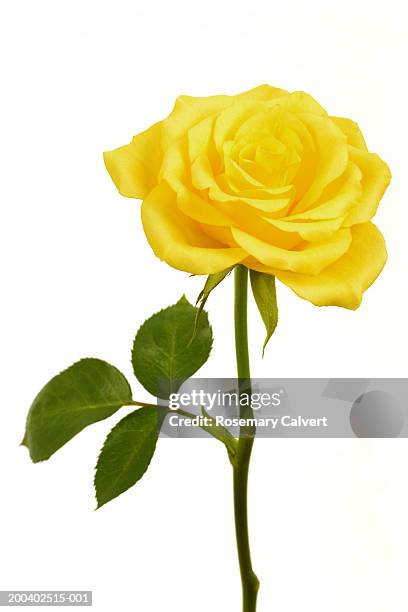 single yellow rose (rosa sp.), close-up - yellow rose stock pictures, royalty-free photos & images