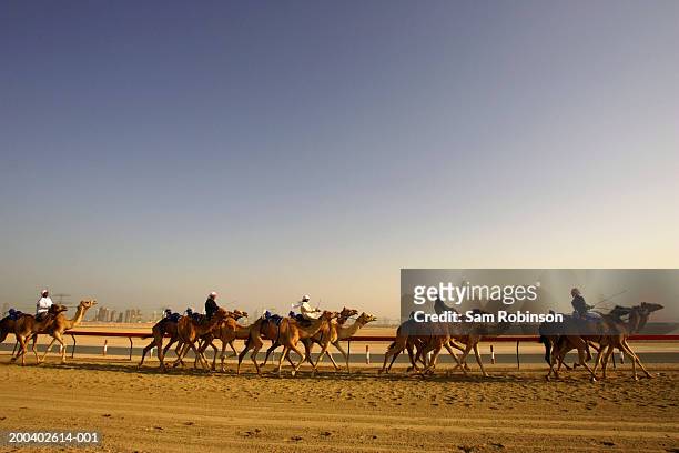 united arab emirates, dubai, nad-al-sheba club, men riding camels - dromedary camel bildbanksfoton och bilder