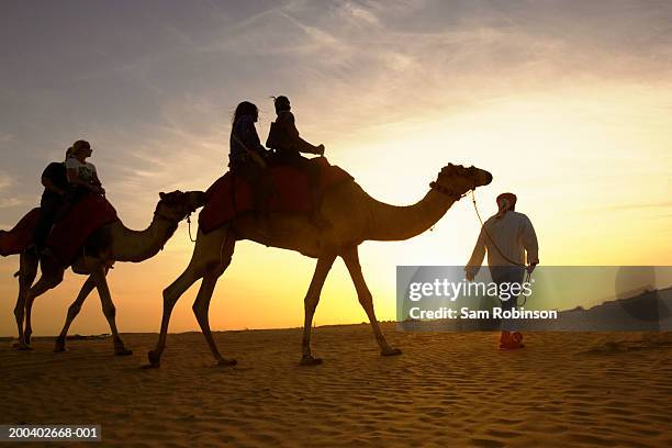 man leading people riding on camels in desert, sunset - arab woman silhouette stock pictures, royalty-free photos & images