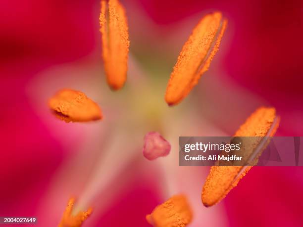 lily flower stigma - stargazer lily stock pictures, royalty-free photos & images