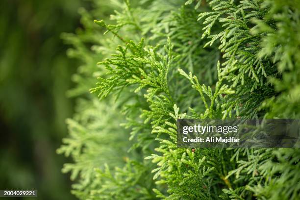 juniper tree leaf - árvore de junípero - fotografias e filmes do acervo