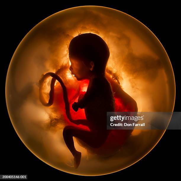 model of embryo - embryos stock pictures, royalty-free photos & images