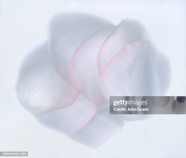 white rose petals - petalo di rosa foto e immagini stock