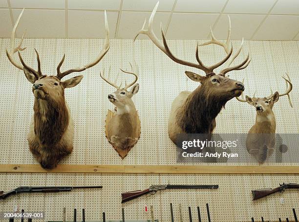 deer head trophies and rifles mounted on wall - jagdtrophäe stock-fotos und bilder