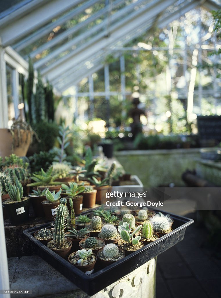 Tray of cacti in greenhouse