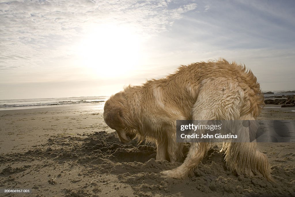 Golden retriever digging hole in sand on beach at sunset, side view