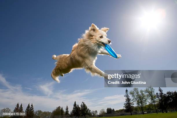 australian shepherd catching plastic disc in midair - dog jump stock-fotos und bilder